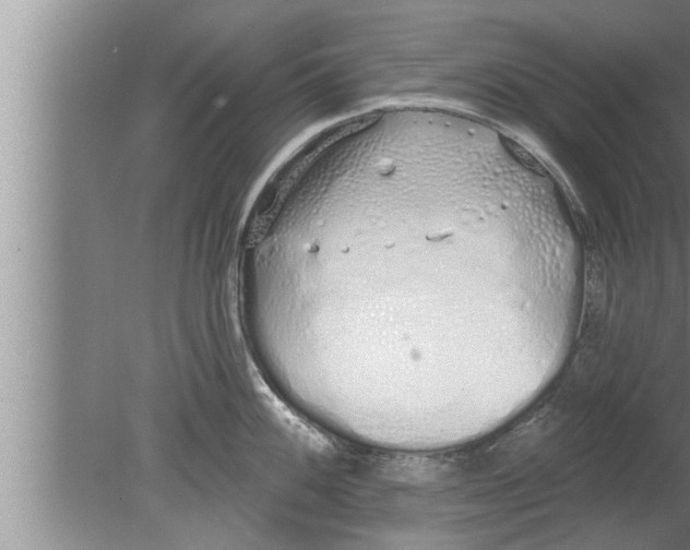 X0000080131100200612302029