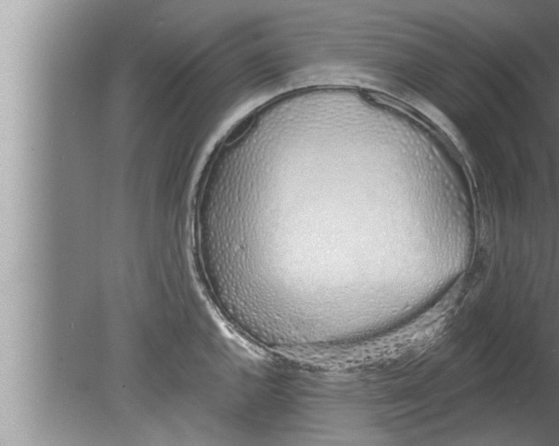 X0000080131144200612302029