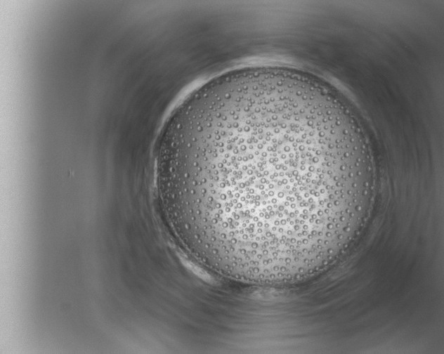 X0000080131366200612302025