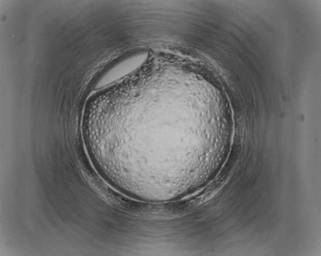 X0000080130589200701051421