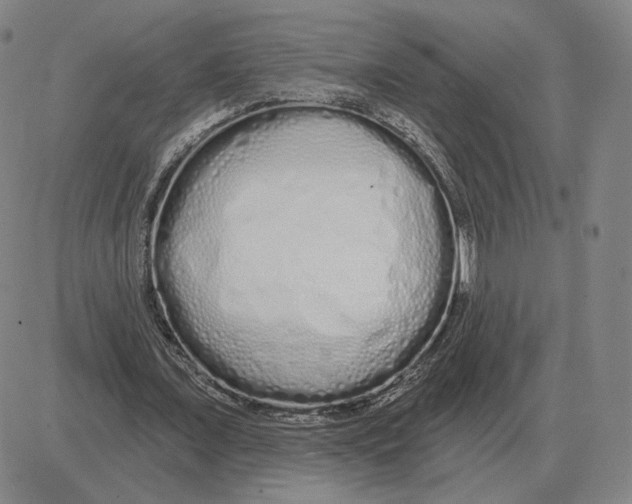 X0000080130675200701051420