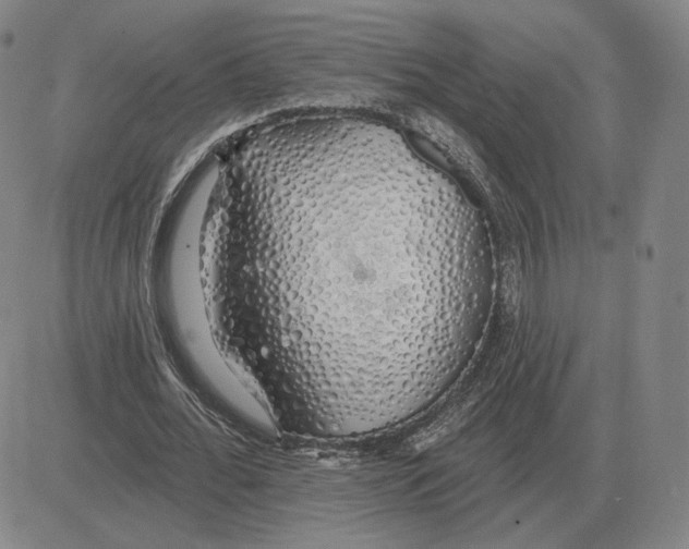 X0000080130676200701051420