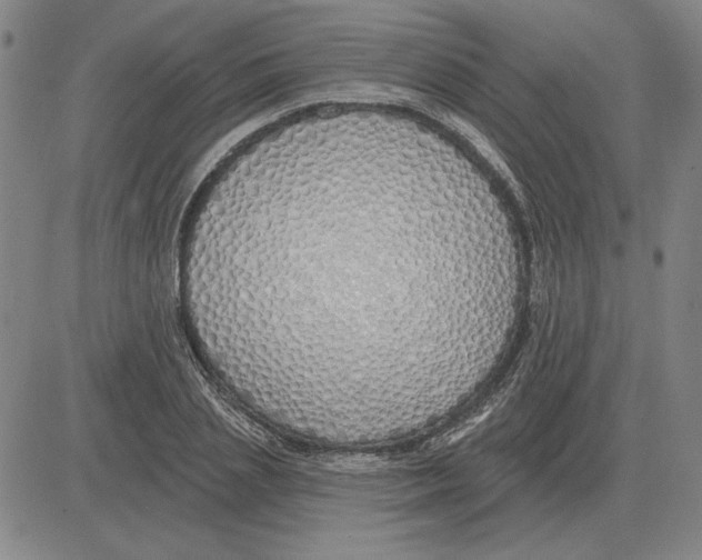 X0000080130837200701051417