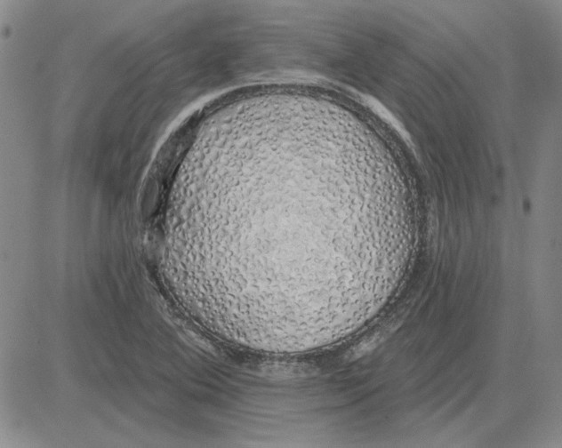 X0000080131364200701051409