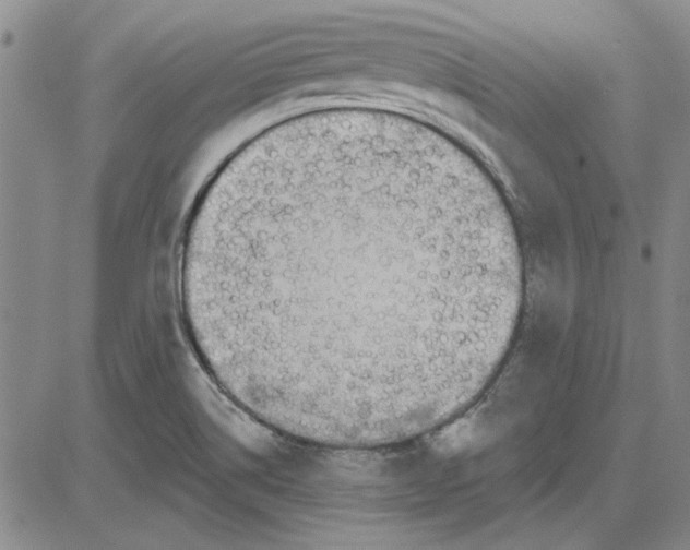 X0000080131514200701051406