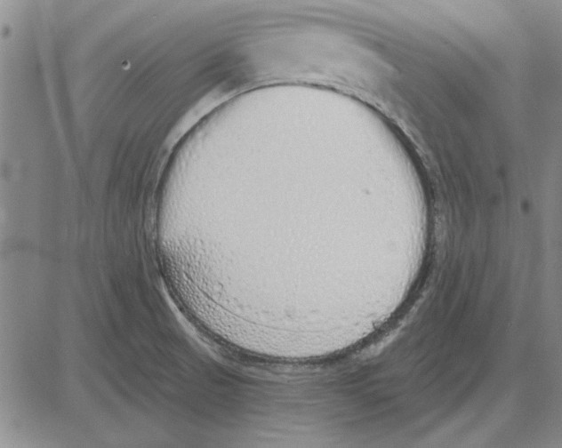 X0000080131521200701051406