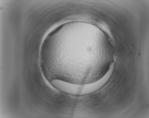 X0000080131528200701051406