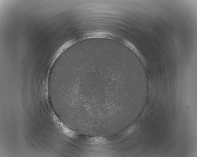 X0000080140994200612081251