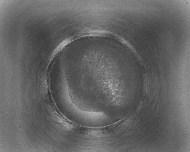 X0000080141362200612081245