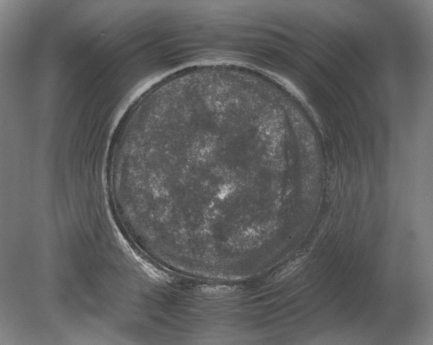 X0000080140943200701051510