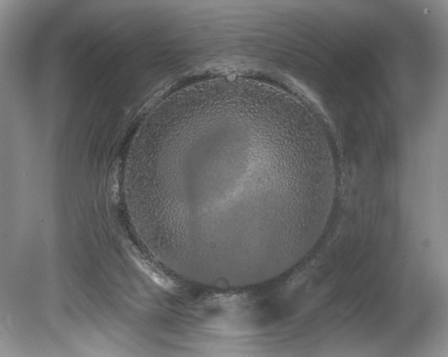X0000080150065200612081332