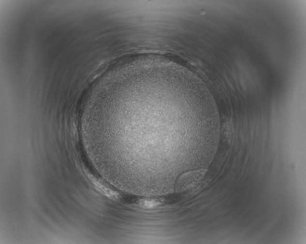 X0000080150662200612081323