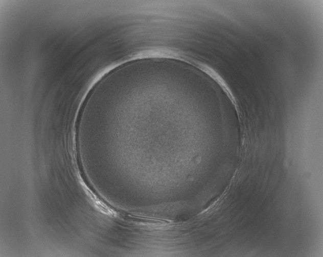 X0000080150996200612081317