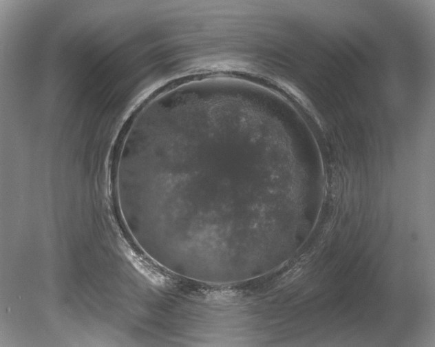 X0000080151031200612081316
