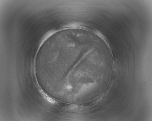 X0000080151098200612081315