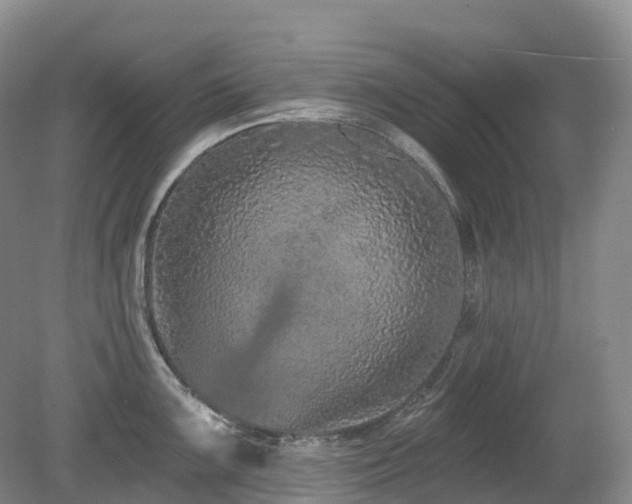 X0000080151099200612081315
