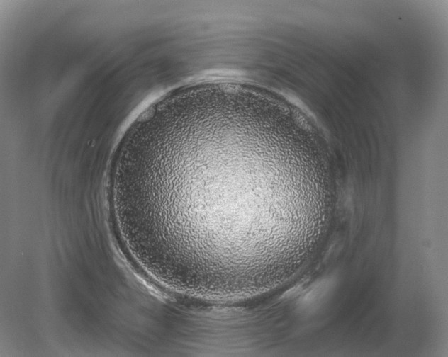 X0000080151325200612081311