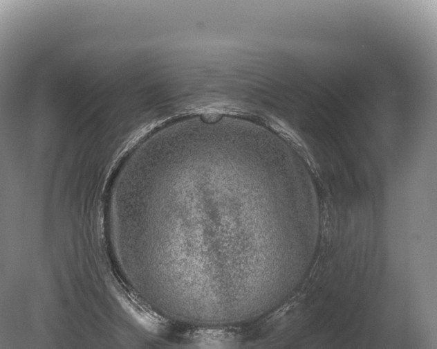 X0000080150298200612151837