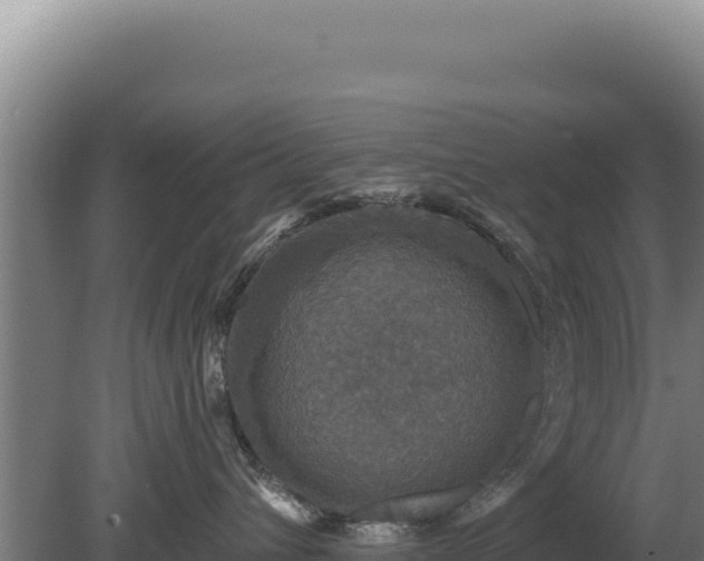 X0000080150432200612151835