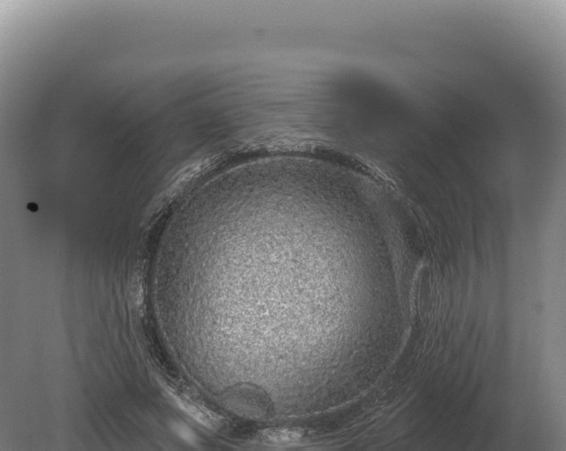 X0000080150687200612151831