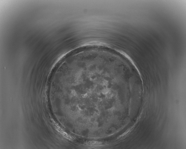 X0000080150783200612151829