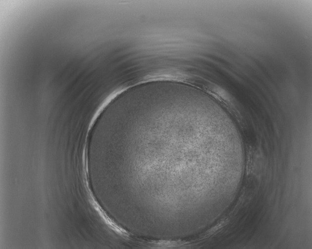 X0000080150796200612151829