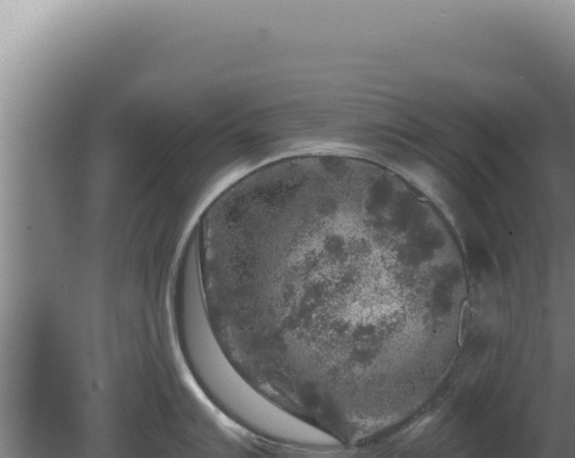 X0000080151007200612151825