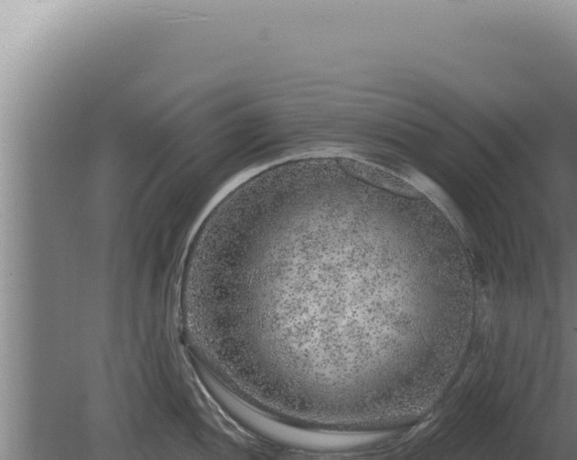 X0000080151052200612151825