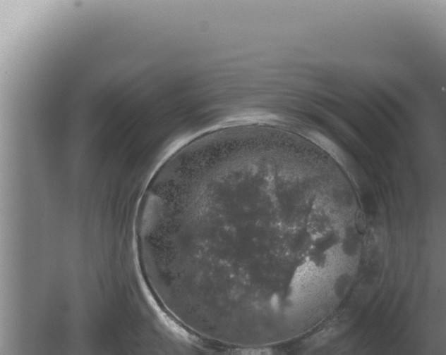 X0000080151055200612151825