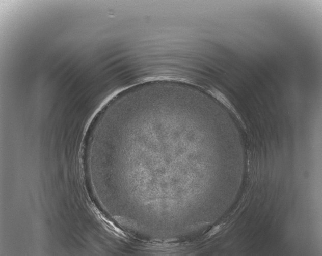 X0000080151068200612151824