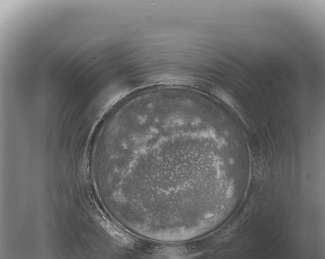 X0000080151074200612151824