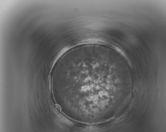 X0000080151275200612151821