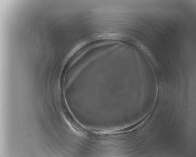 X0000080150674200612221950