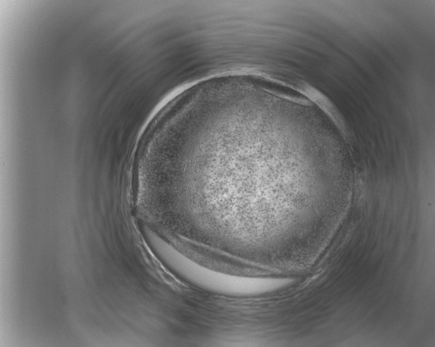 X0000080151052200612221944