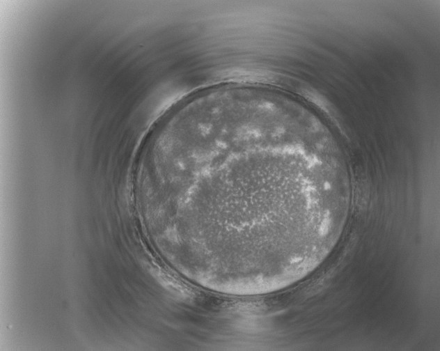 X0000080151074200612221943