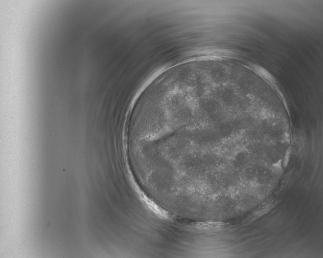 X0000080150859200612302126