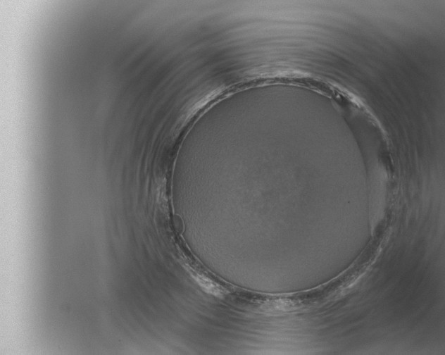 X0000080150881200612302125