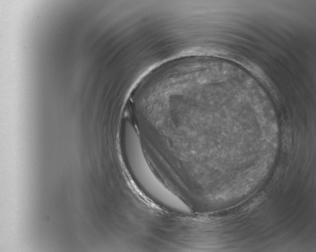 X0000080150896200612302124