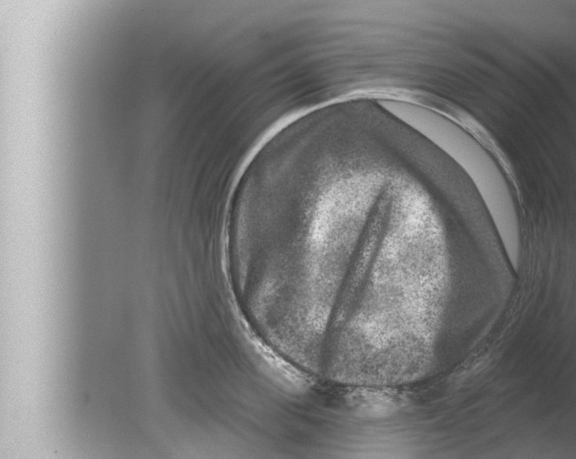 X0000080150955200612302124