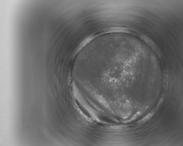 X0000080150985200612302123