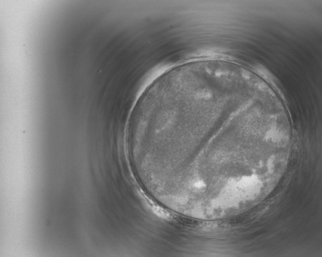 X0000080151098200612302121