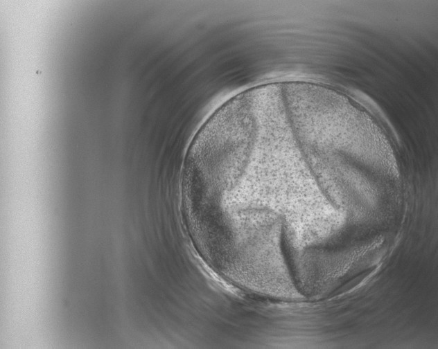 X0000080151244200612302119