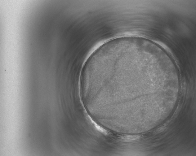 X0000080151294200612302118