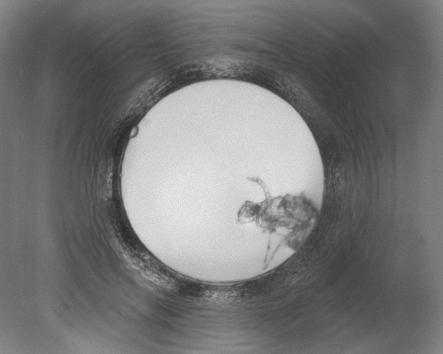 X0000080150694200701051540