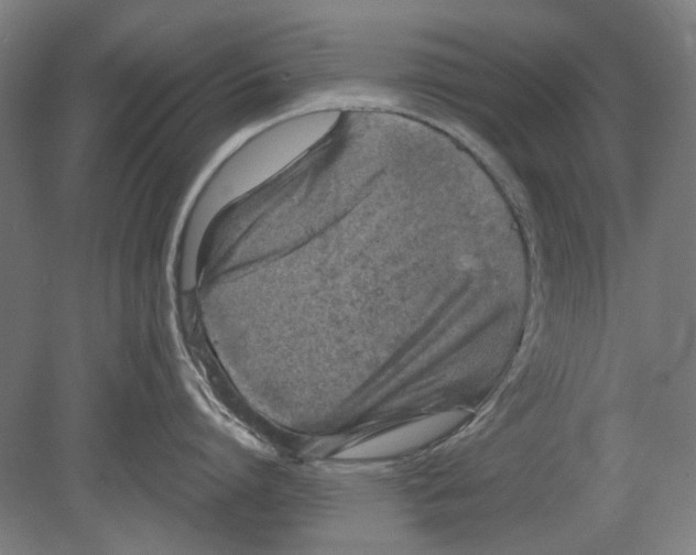 X0000080150864200701051538