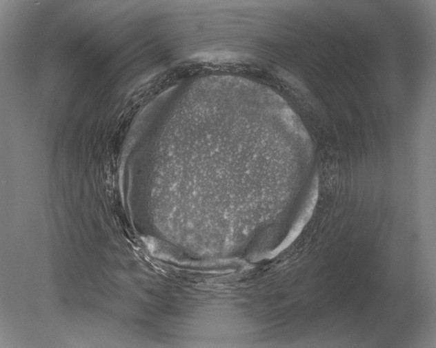 X0000080150966200701051535