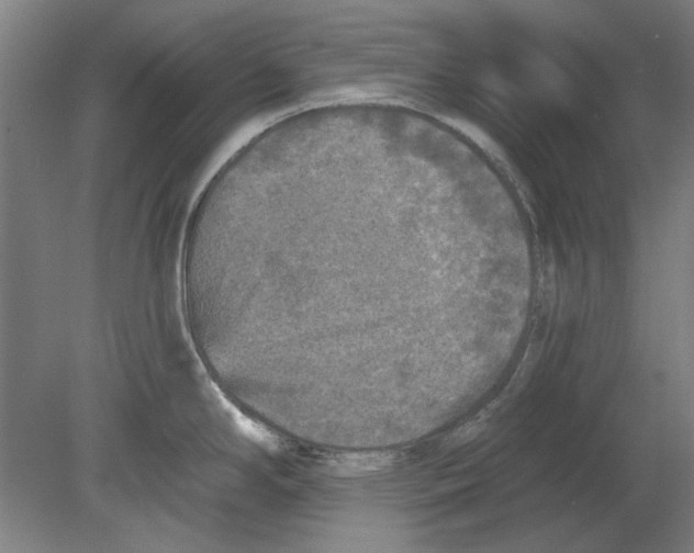 X0000080151294200701051529