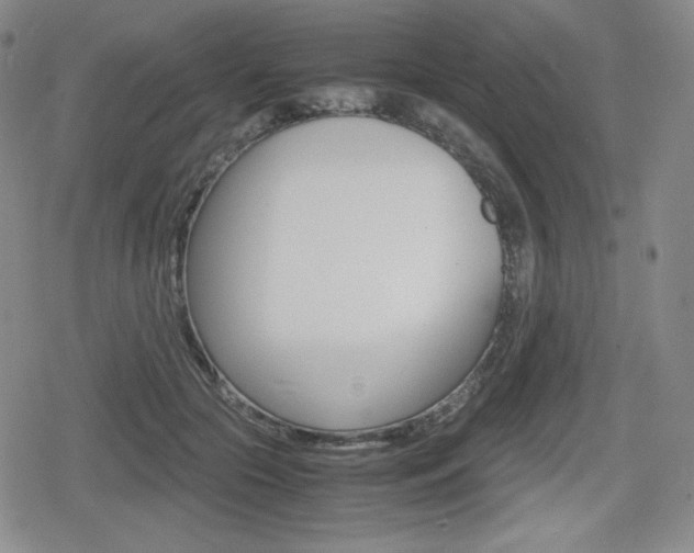 X0000080160553200612081030