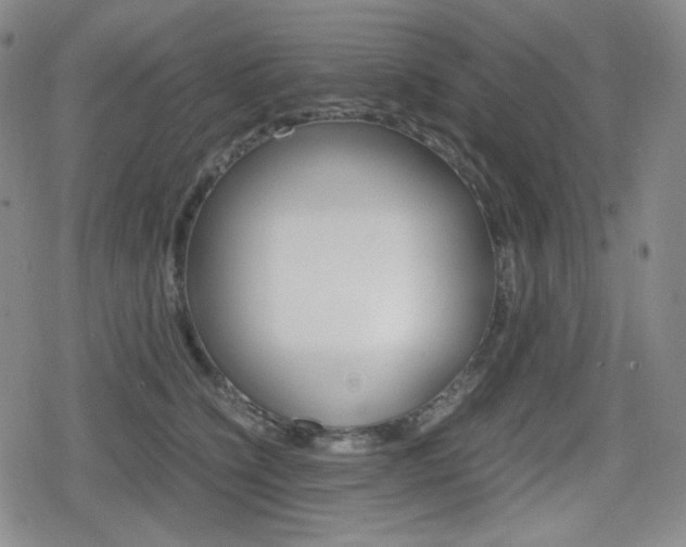 X0000080160564200612081030