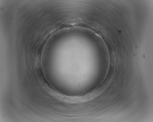 X0000080160034200612081346